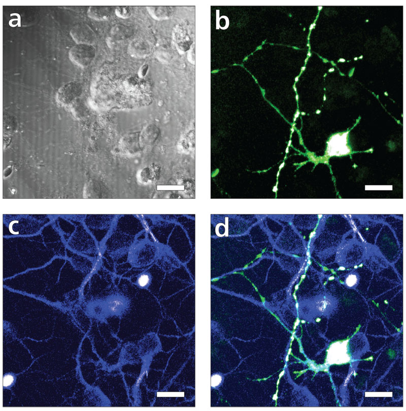 GAD65-EGFP cerebellar culture with antibody staining for the dendritic marker protein MAP2